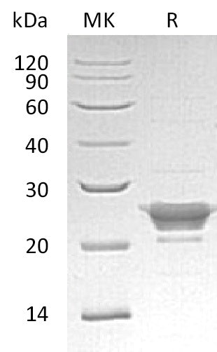 Recombinant Human PRDX3