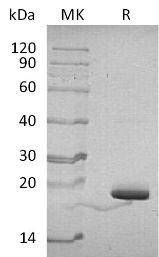 Recombinant Human PIN4 (N-6His)