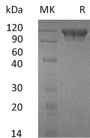 Recombinant Human SEMA4D (C-6His)