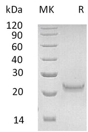 Recombinant Human IFNW1 (C-6His)