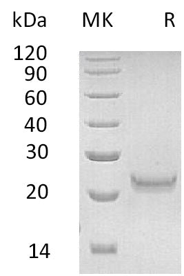 Recombinant Human IFNW1 (C-6His)