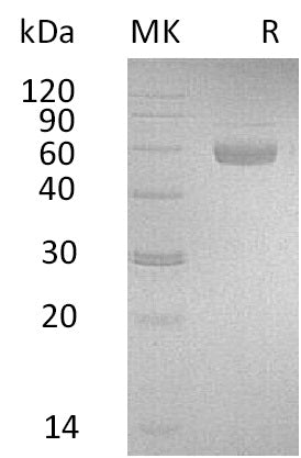 Recombinant Human PSG3 (C-6His)