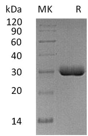 Recombinant Human BTN3A2 (C-6His)