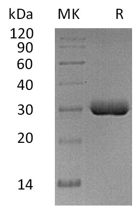 Recombinant Human BTN3A2 (C-6His)