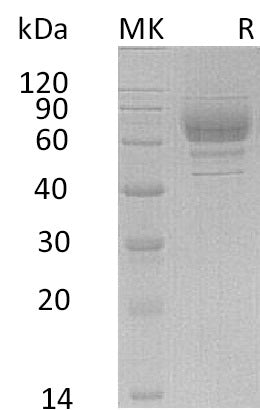 Recombinant Human LILRA3 (C-6His)