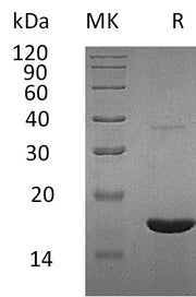 Recombinant Human REG3G (C-6His)
