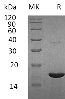 Recombinant Human REG3G (C-6His)