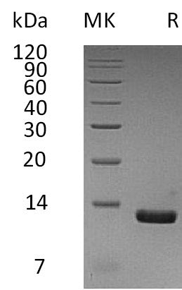 Recombinant Human CCL8 (C-6His)