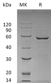 Recombinant Human YWHAE (N-GST)
