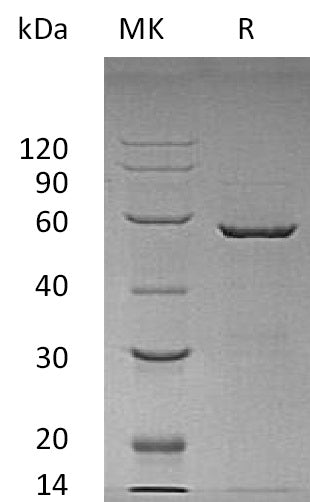 Recombinant Human YWHAE (N-GST)
