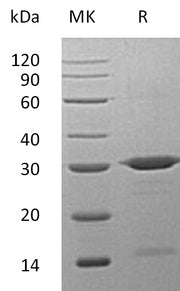 Recombinant Human PRDX6 (N-6His)