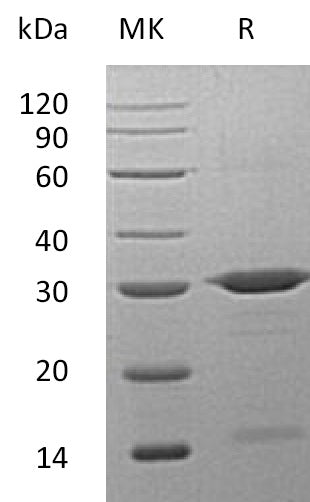 Recombinant Human PRDX6 (N-6His)