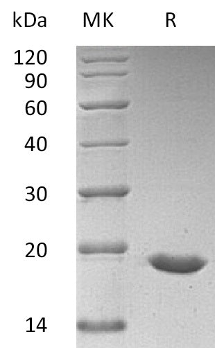 Recombinant Human SUMO3 (N-6His)