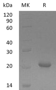 Recombinant Human GADD45G (N-6His)