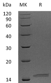 Recombinant Human Neurturin