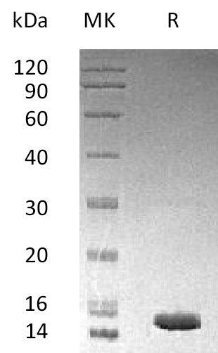 Recombinant Human Mp1 (N-6His)