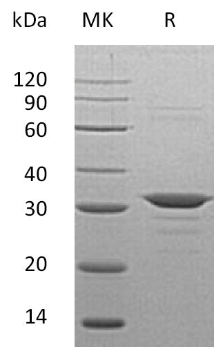 Recombinant Human CLIC4 (N-6His)