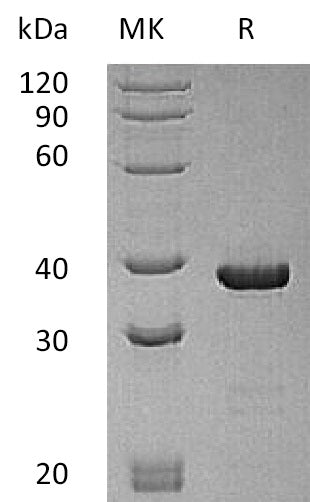 Recombinant Human ATG3