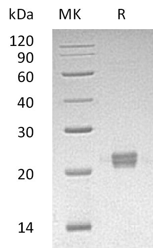 Recombinant Human ITPase (C-6His)