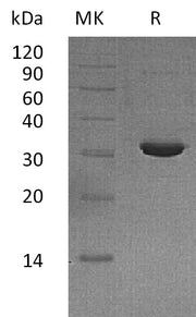 Recombinant Human IMPase2 (N-6His)