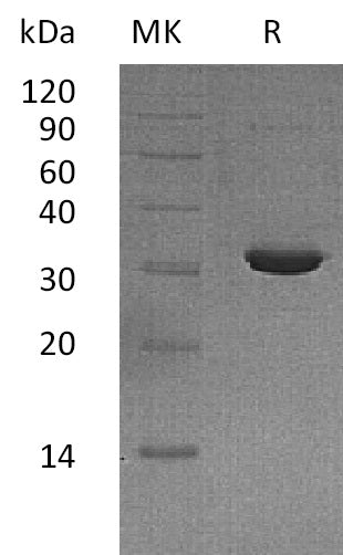 Recombinant Human IMPase2 (N-6His)