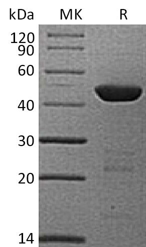 Recombinant Human 4HPPD (N-6His)