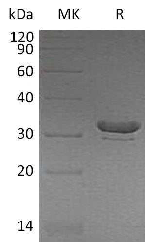 Recombinant Human BIN2 (N-6His)
