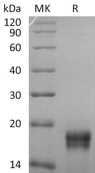 Recombinant Human GADD45B (N-6His)