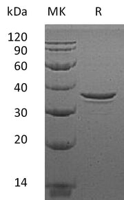Recombinant Human MORF4L2 (C-6His)