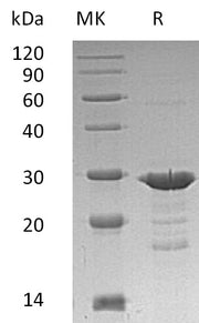 Recombinant Human GRB2 (C-6His)