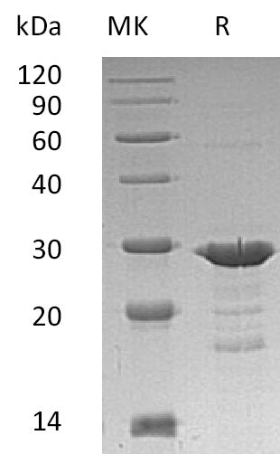 Recombinant Human GRB2 (C-6His)