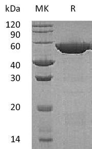 Recombinant Human GSH-S (C-6His)