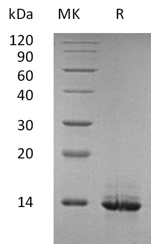 Recombinant Human HMGB1 (N-teminal)