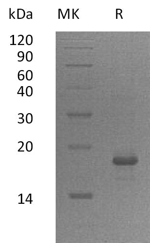 Recombinant Human GADD45A (N-6His)