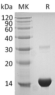 Recombinant Human TXN (N-6His)