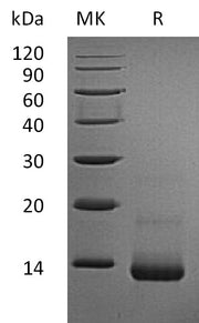 Recombinant Rat CCL5 (N-6His)