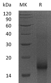 Recombinant Human BIRC5
