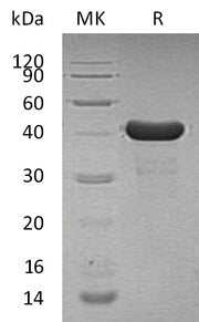 Recombinant Human PPID (N, C-6His)