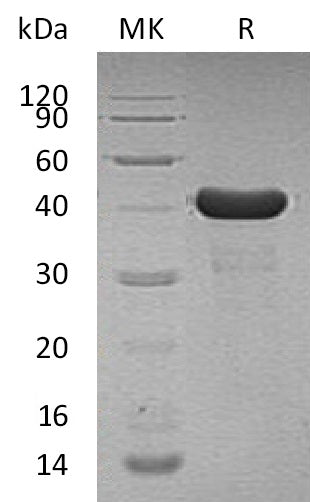 Recombinant Human PPID (N, C-6His)