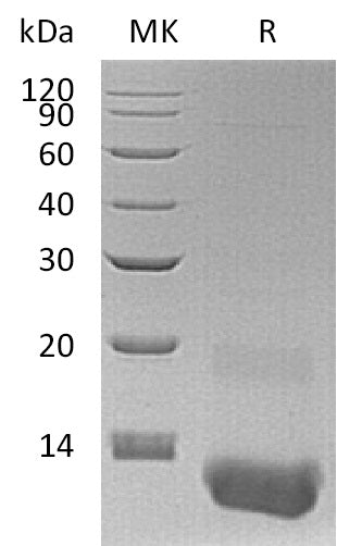 Recombinant Human CXCL3 (N-6His)