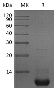 Recombinant Mouse CXCL2
