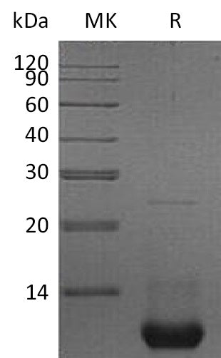 Recombinant Mouse CXCL2