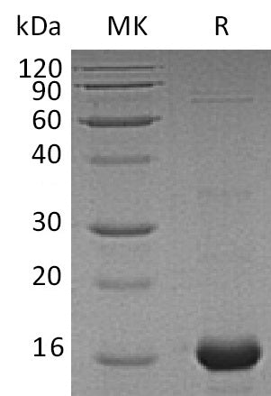 Recombinant Human AIF1 (C-6His)