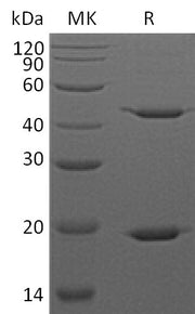 Recombinant Human STAT3 (C-6His)