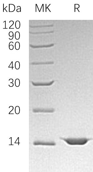 Recombinant Human FIS1 (C-6His)