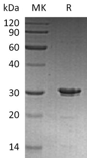 Recombinant Human STX6