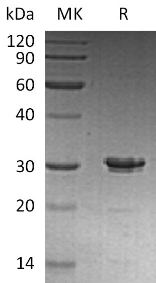 Recombinant Human STX6