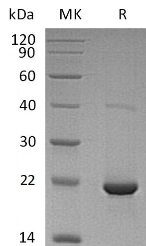 Recombinant Human dUTPase (N-6His)