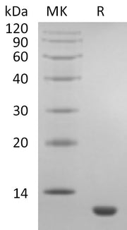 Recombinant Human CCL11
