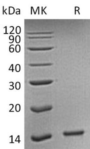 Recombinant Human HDGF (C-6His)